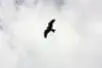 A bird flying in the sky | Photo by Amy Chung/Pexels