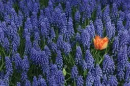 An orange flower in a field of lavender