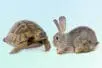 A turtle and a hare