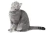 A gray cat on a white background
