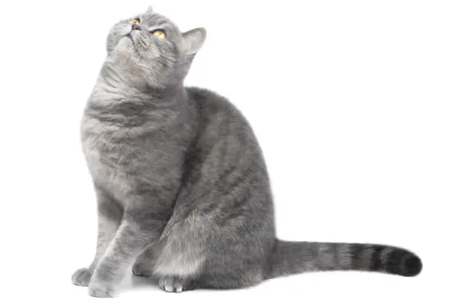 A gray cat on a white background