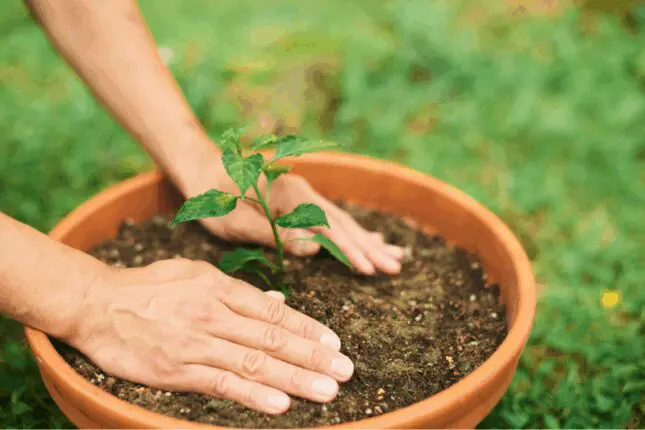 A potted plant grows outside with a pair of hands in the soil
