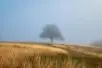 A lone tree stands at the top of a foggy hill