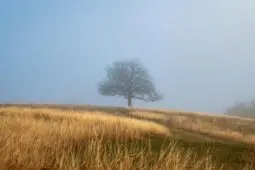 A lone tree stands at the top of a foggy hill