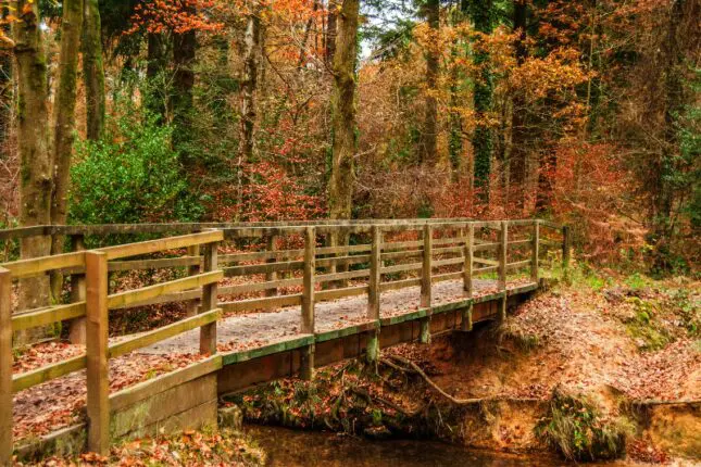 n old wooden bridge over water surrounded by trees in the fall