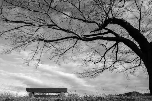 Black and white image of an empty bench under a tree that's lost its leaves