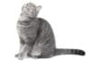 A gray cat on a white background