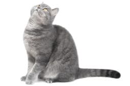 A gray cat on a white background