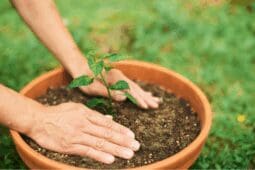A potted plant grows outside with a pair of hands in the soil