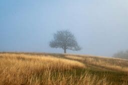 A lone tree stands at the top of a foggy hill